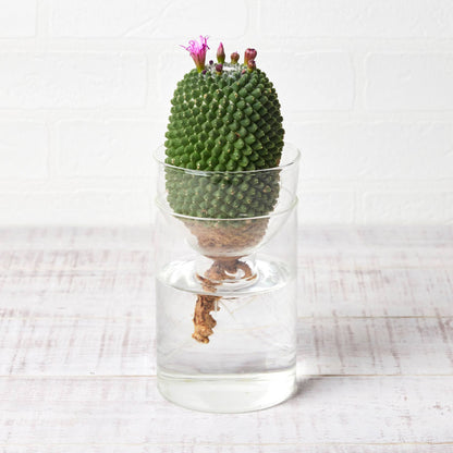 水耕栽培の器（サボテン用シリンダー型）