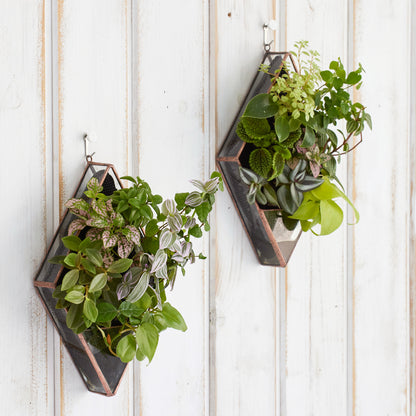 壁掛け植物（ダイヤモンド型）