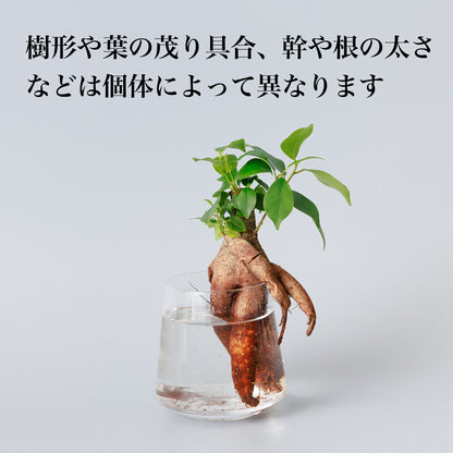 ガジュマルの水耕栽培