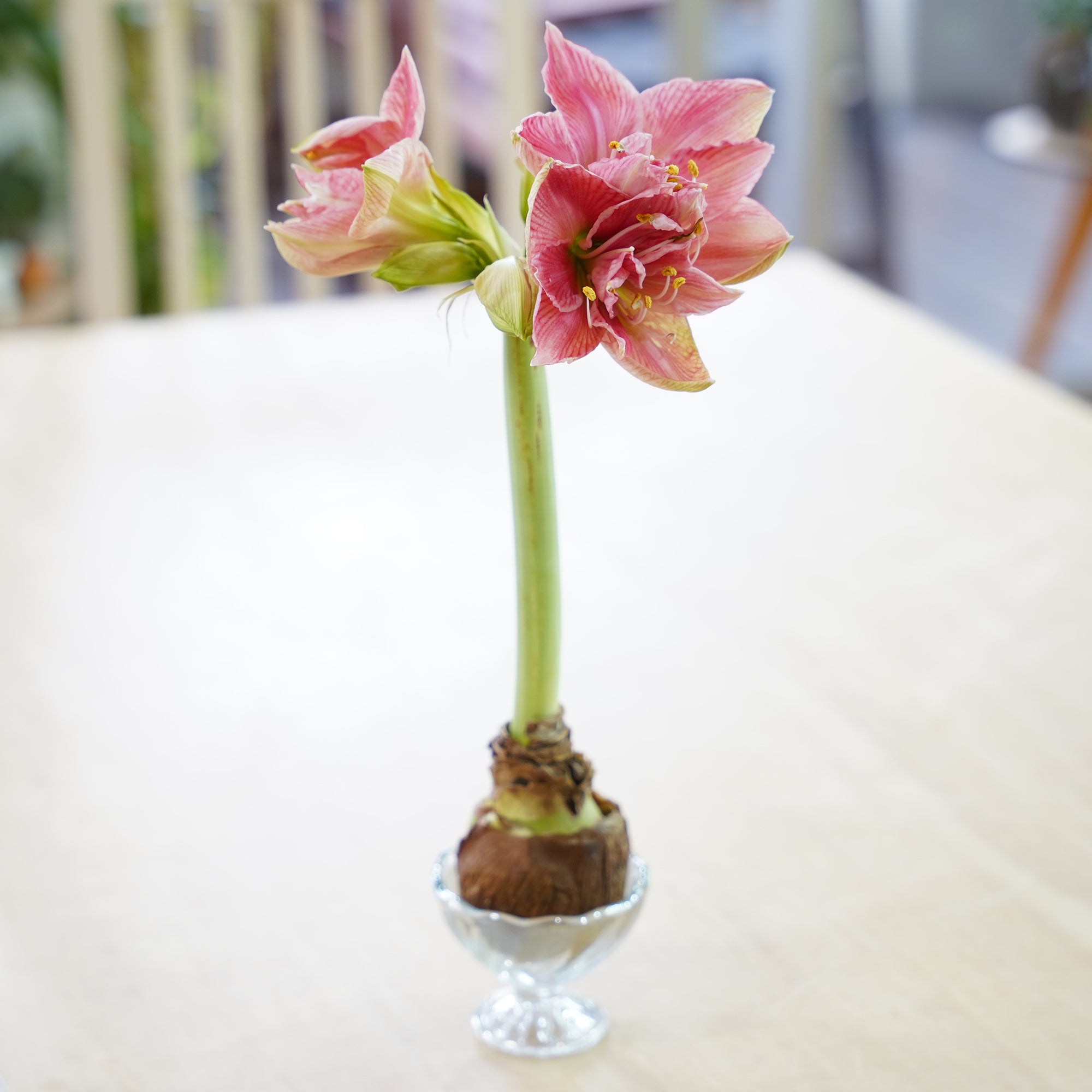 マジックアマリリス（水も土もいらない球根） – WOOTANG 水耕栽培の