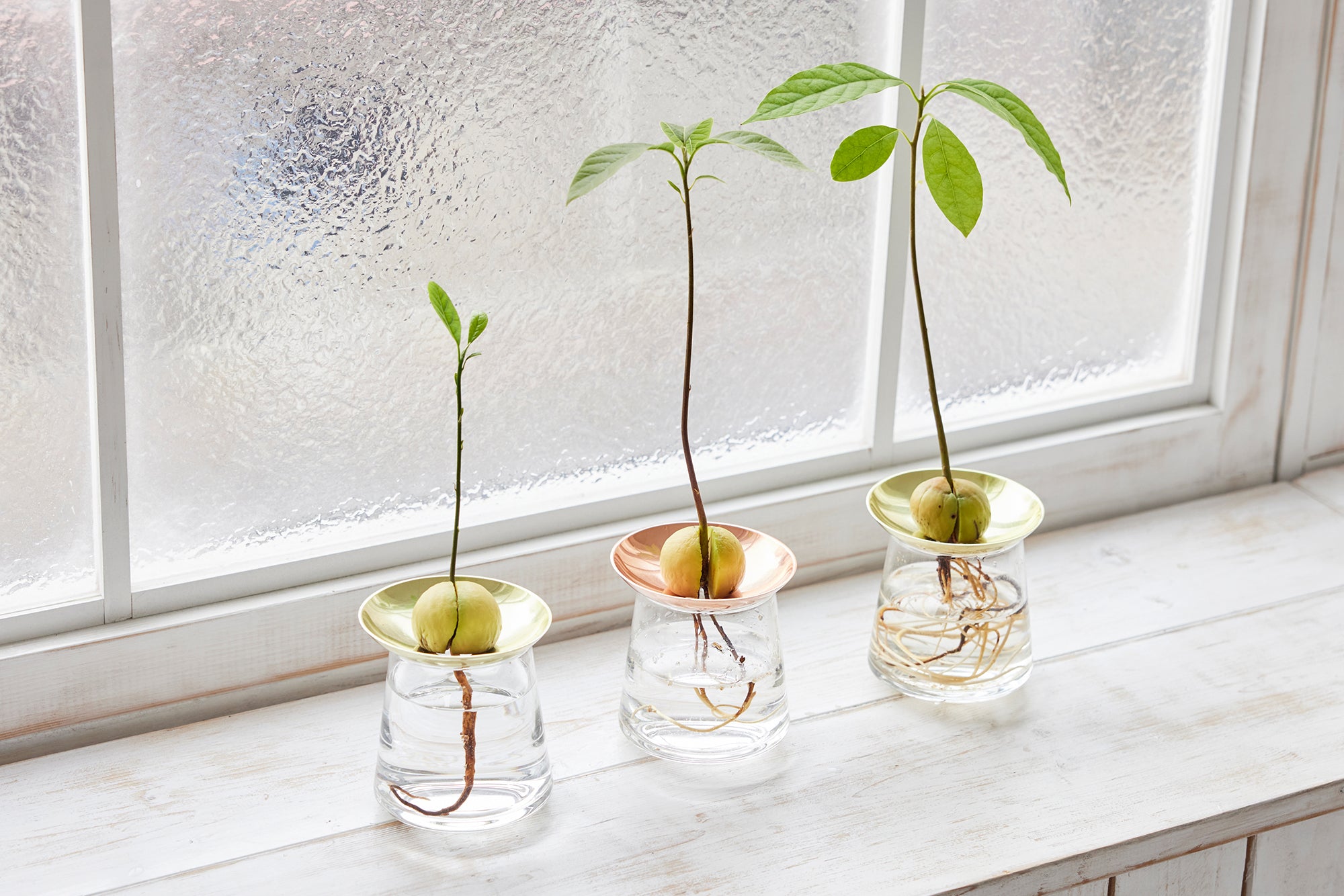 アボカドの種の水耕栽培