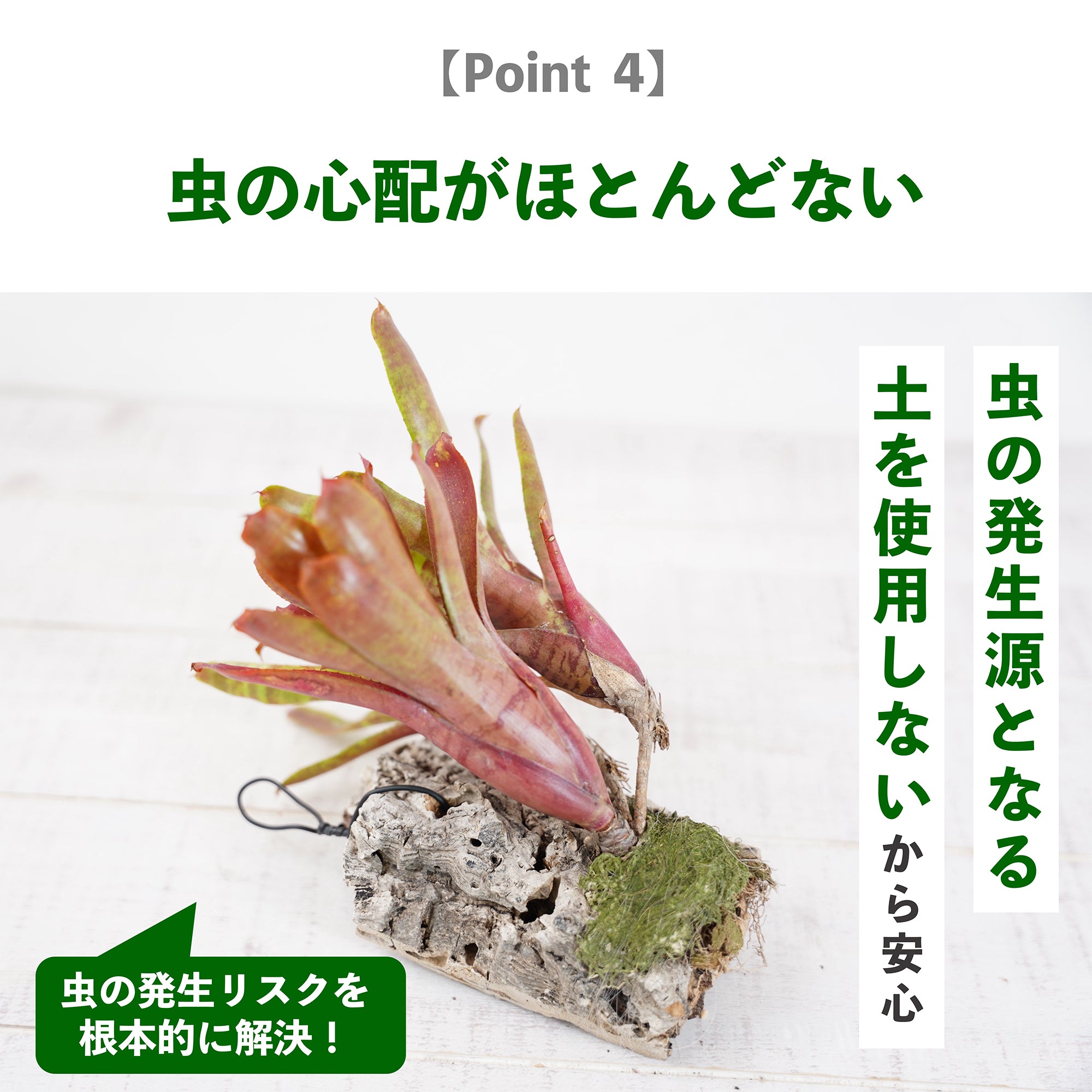 ブロメリアの育て方