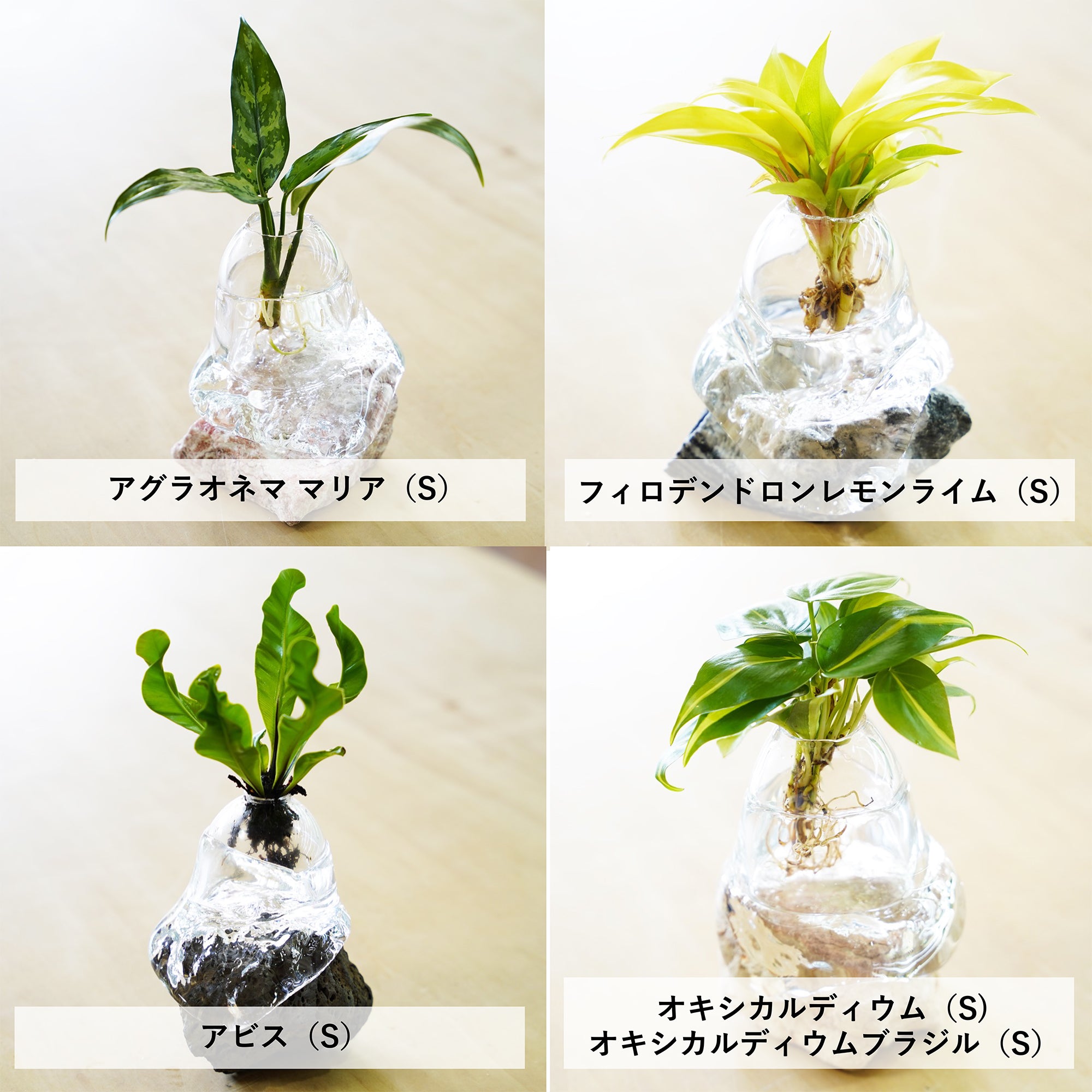 オリジナル植物Vase（石-1）｜観葉植物の水耕栽培 – WOOTANG 水耕栽培