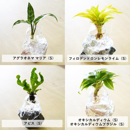 オリジナル植物Vase（石-8）