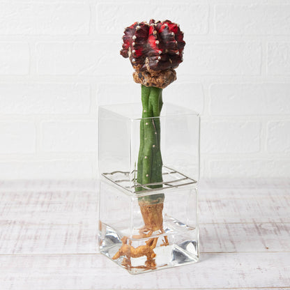 水耕栽培の器（サボテン用スクエア型）