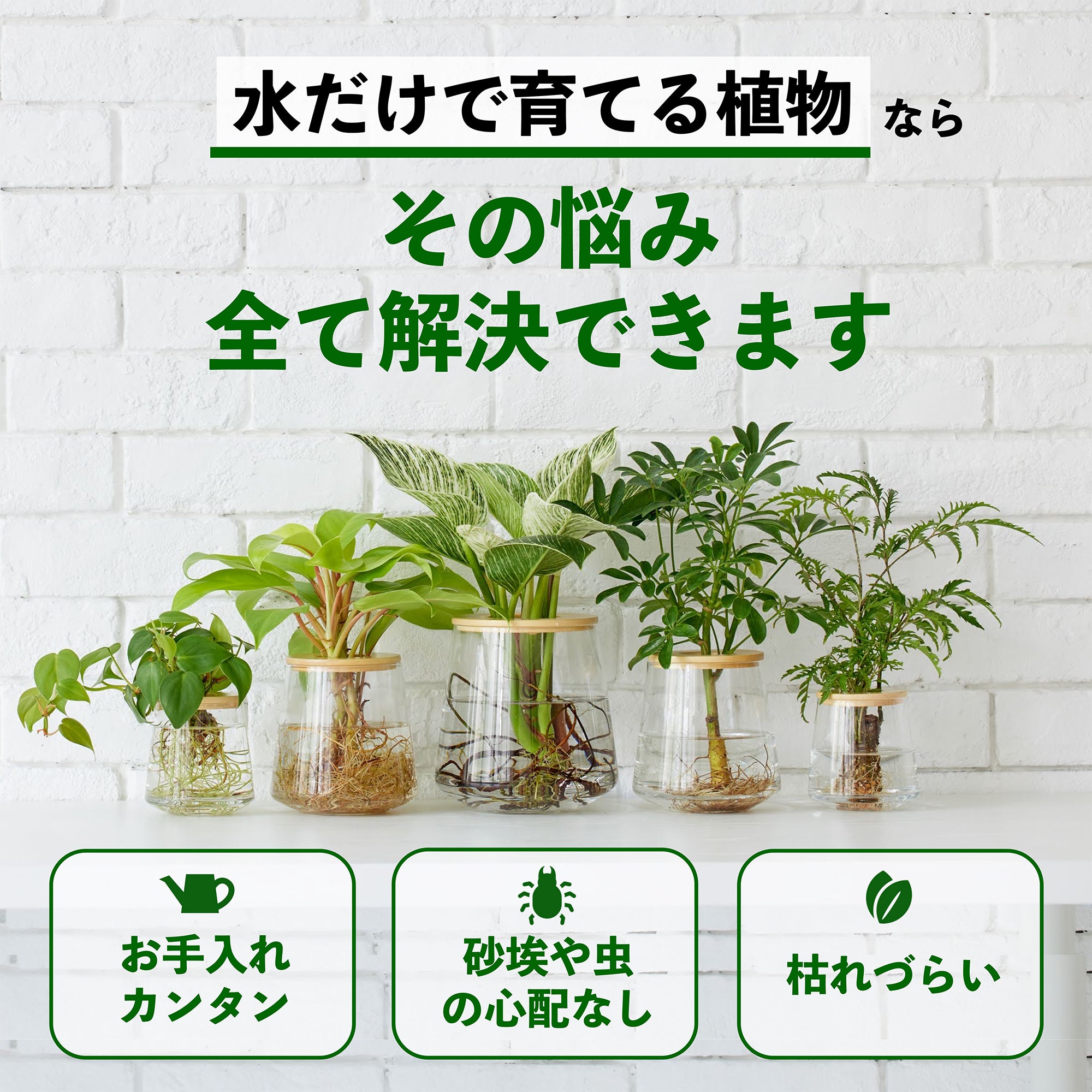 観葉植物の水耕栽培とは｜土を使わず水だけで育てるメリット、育て方の