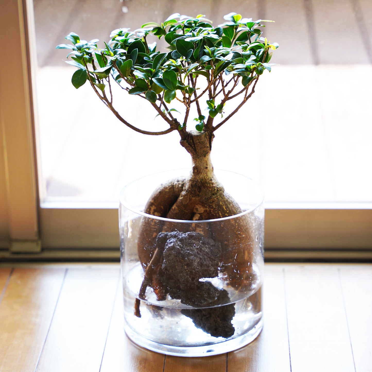 ガジュマル3L（1点もの）