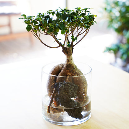 ガジュマル3L（1点もの）