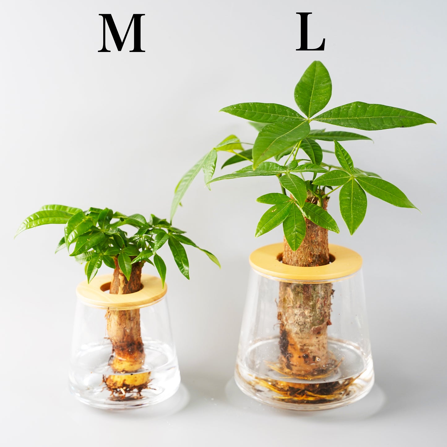 パキラの水耕栽培