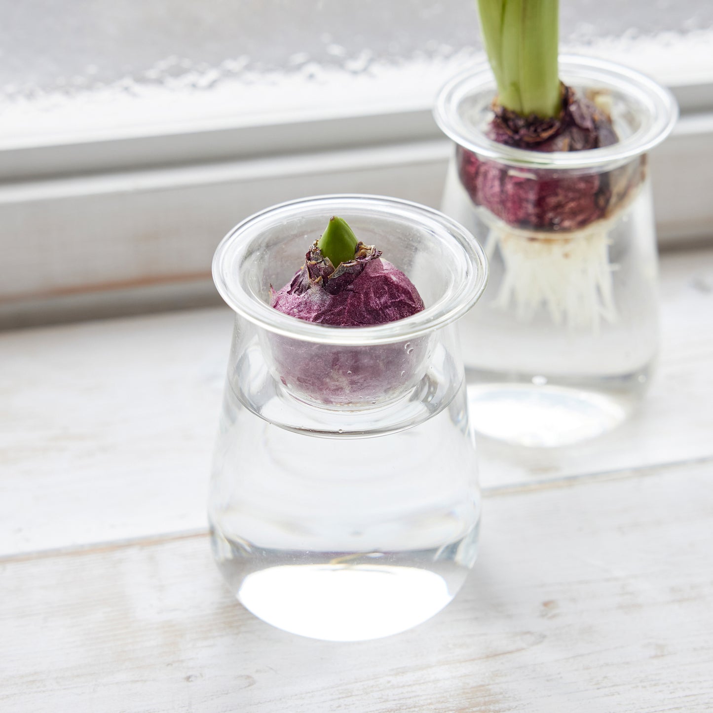 球根Vase（ヒヤシンス球根付き）