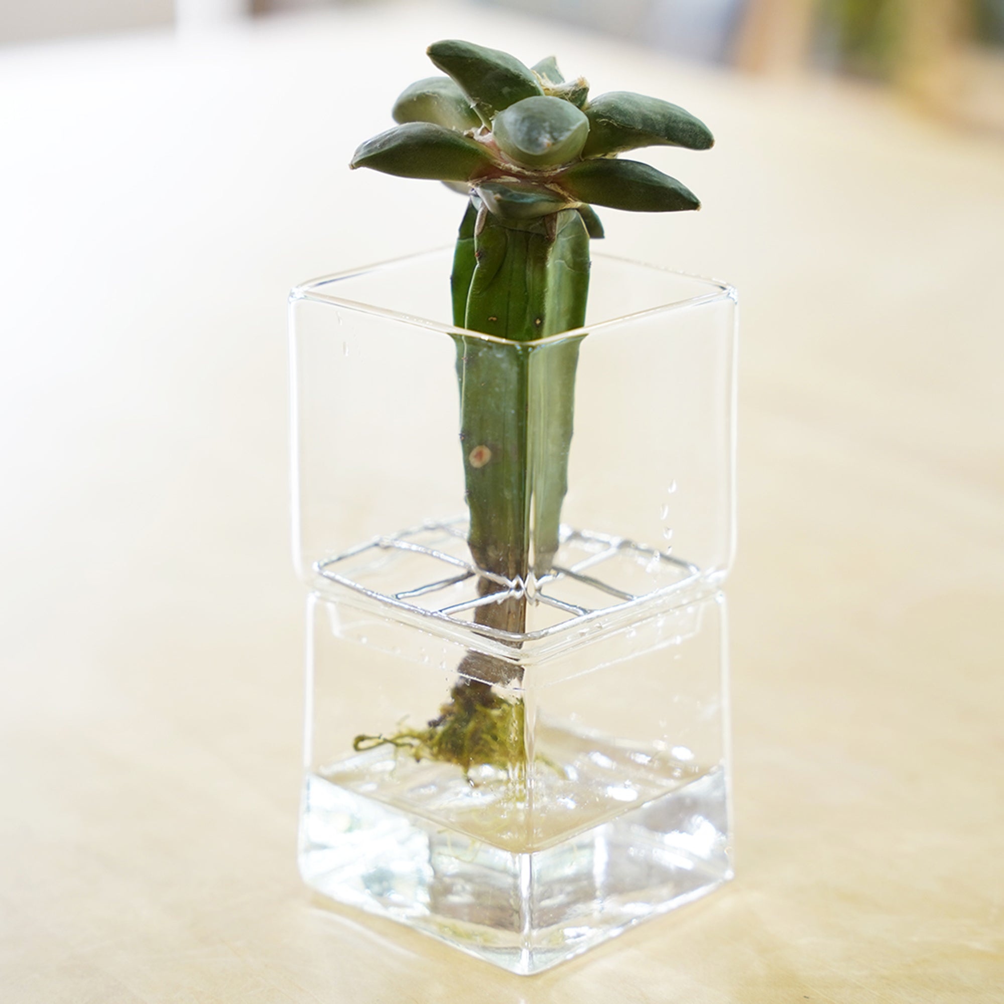 アリオカルプス 花牡丹｜サボテンの水耕栽培 – WOOTANG 水耕栽培の観葉植物