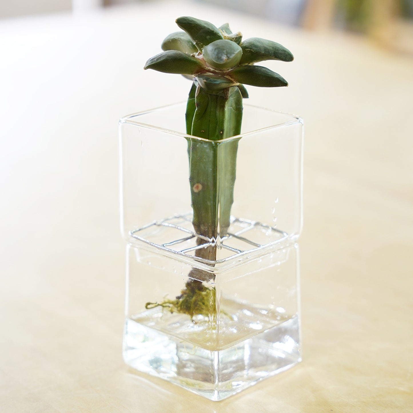 アリオカルプス 花牡丹