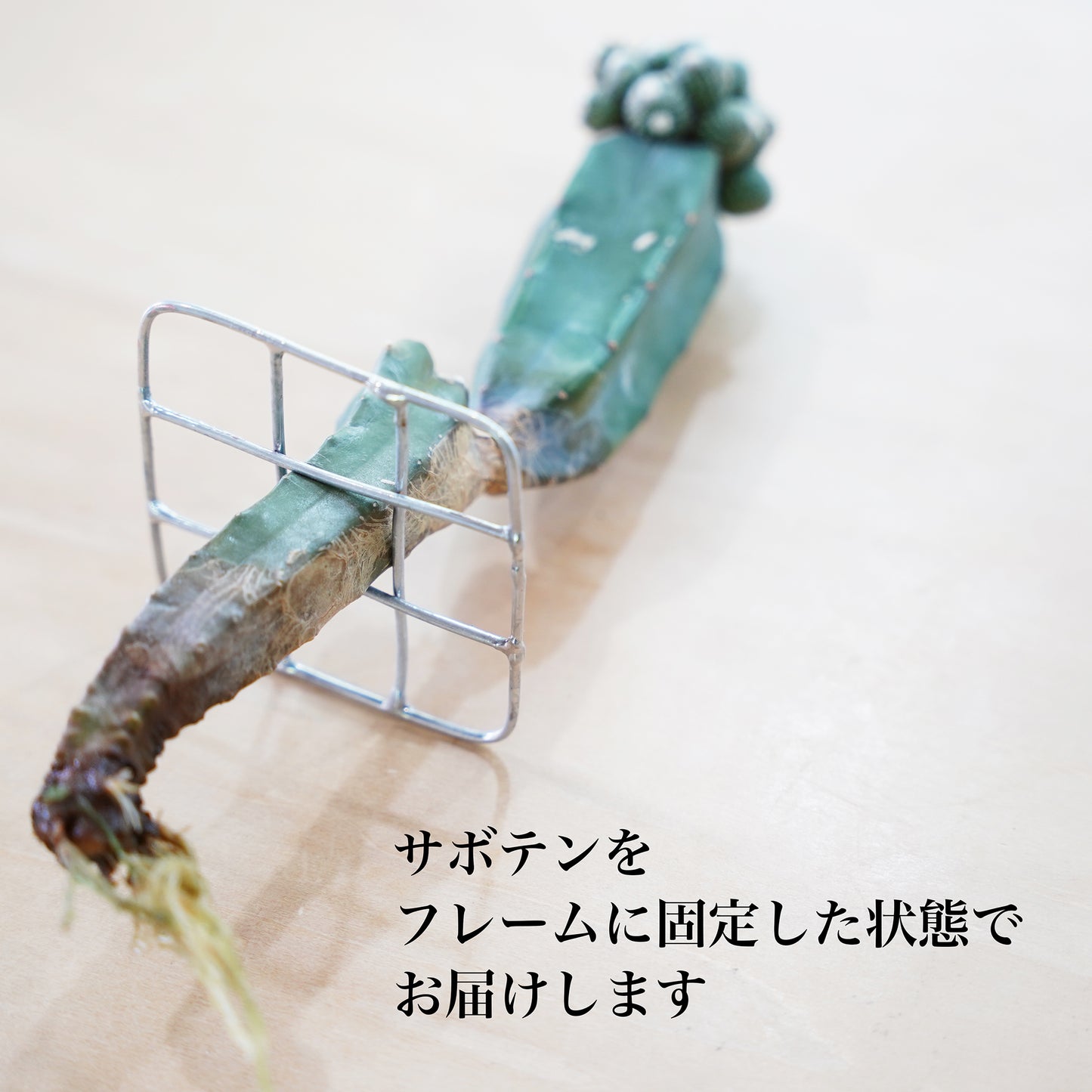 ブロスフェルディア松露玉
