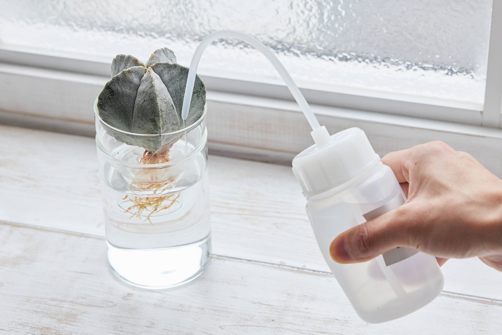 水耕栽培のサボテンに水やりをしている様子