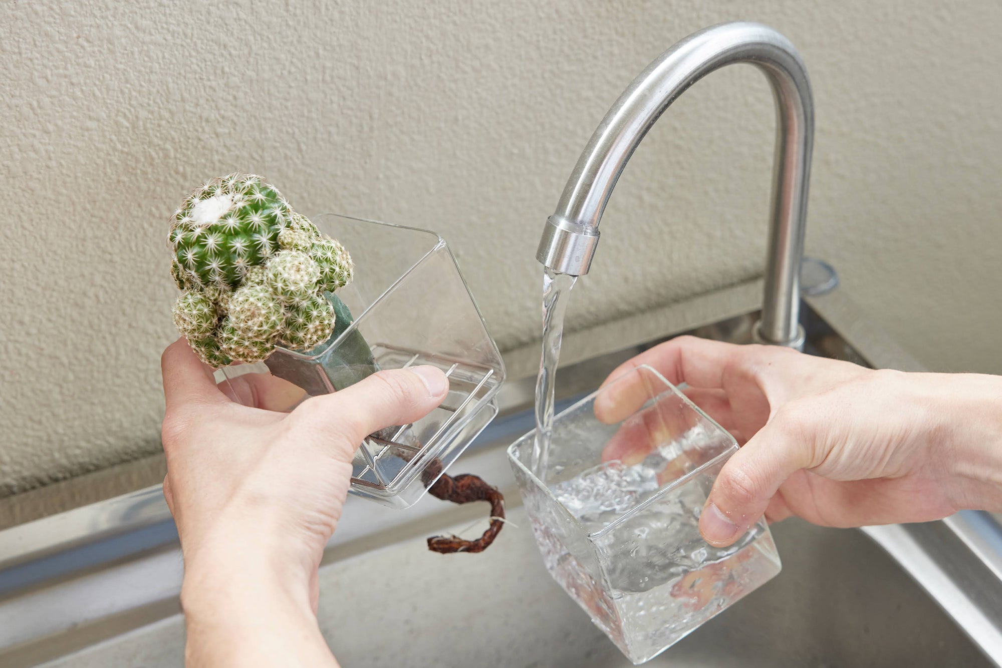 水耕栽培のサボテンの水交換をしている様子