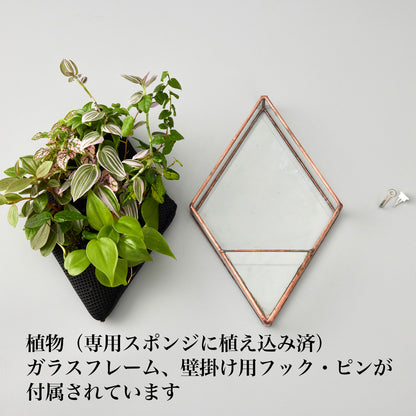 壁掛け植物（ダイヤモンド型）