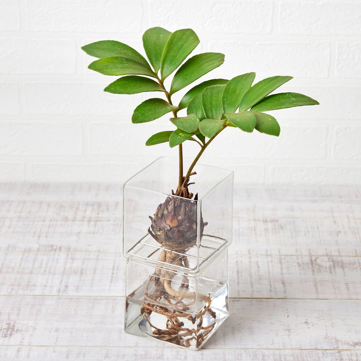 水耕栽培の器（サボテン用スクエア型）