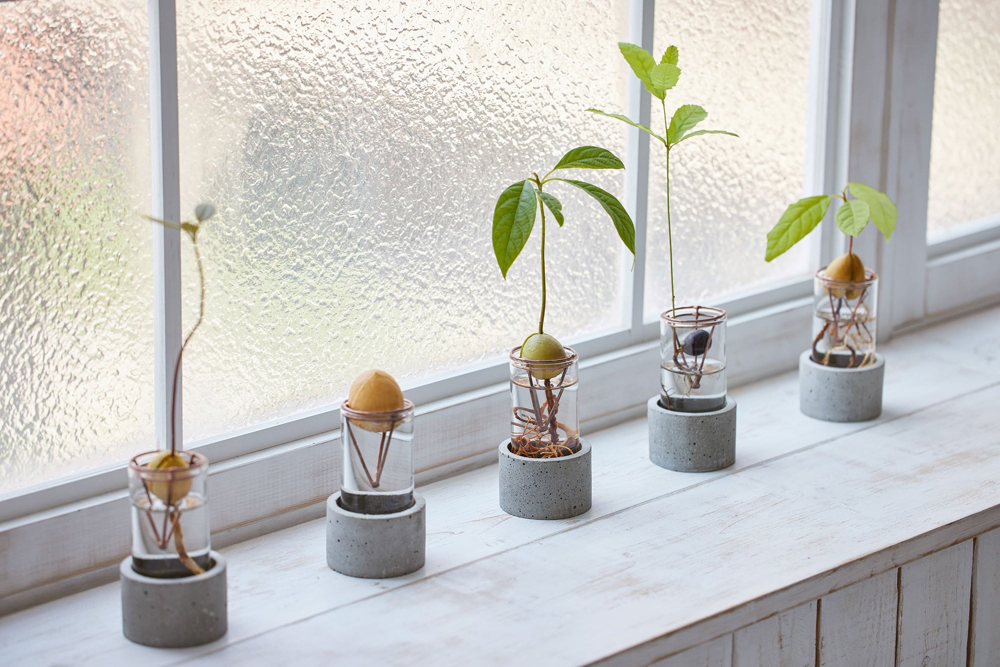 アボカドの種の水耕栽培