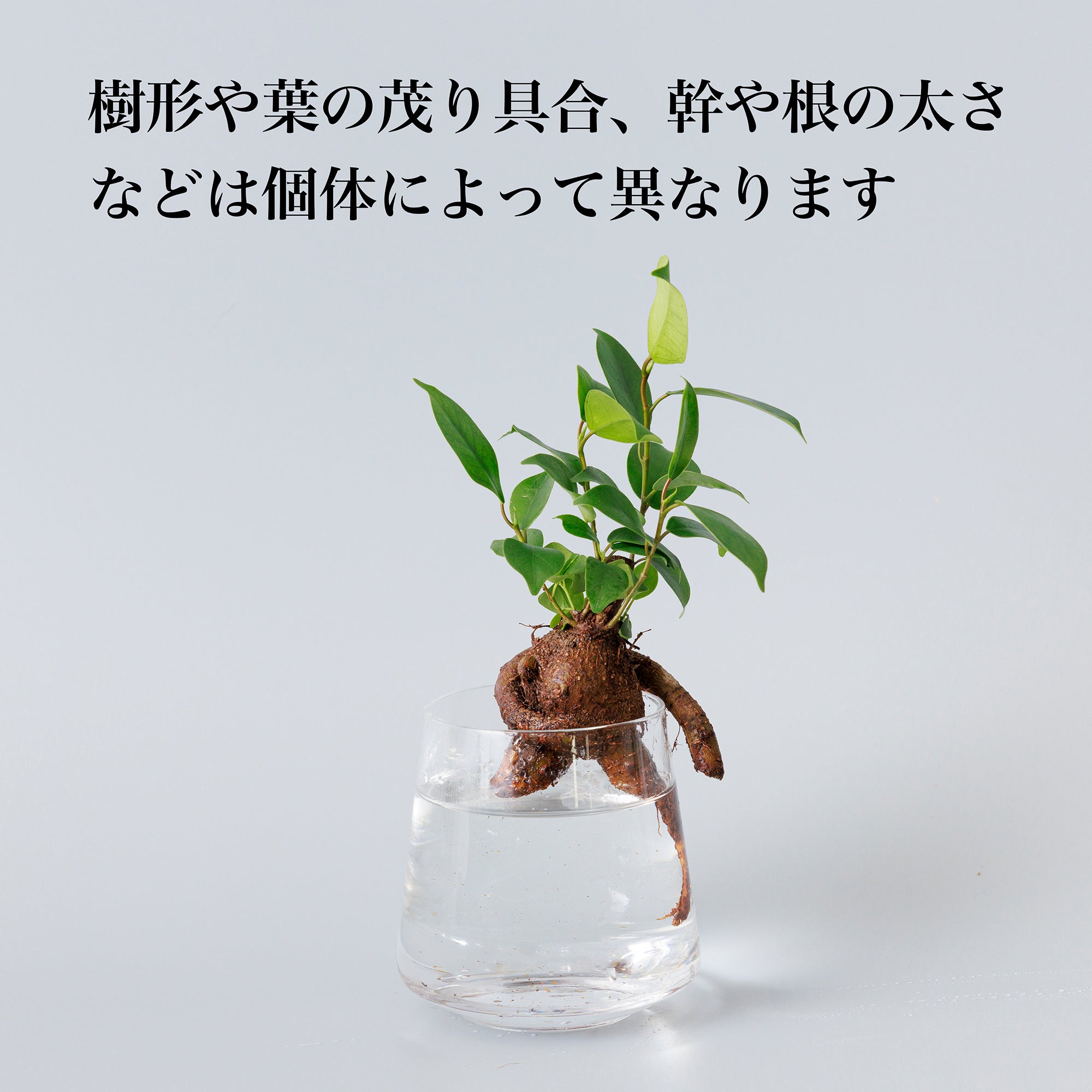 ガジュマル（多幸の木）｜水耕栽培の観葉植物 – WOOTANG 水耕栽培の
