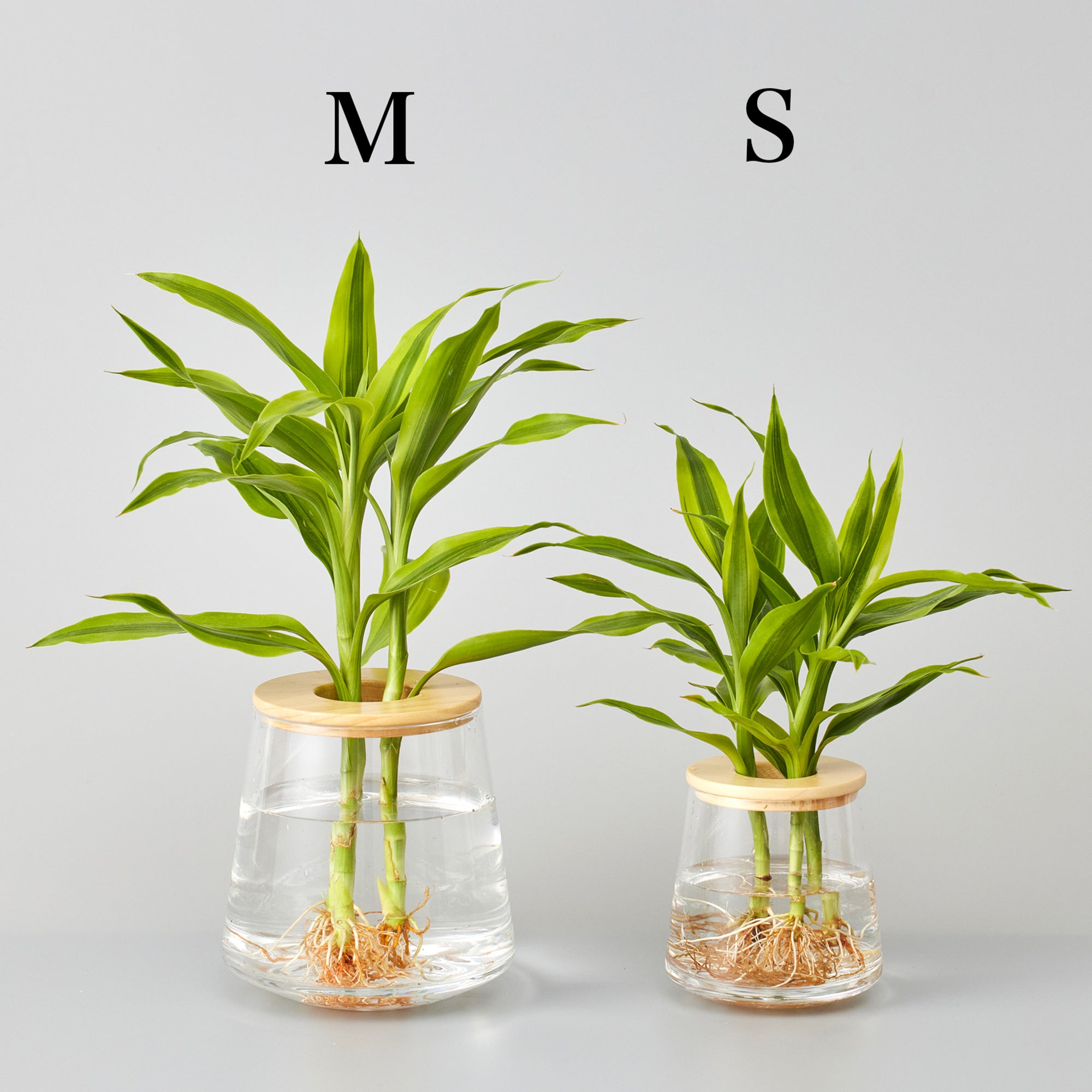 ドラセナ サンデリアーナ｜水耕栽培の観葉植物 – WOOTANG 水耕栽培の