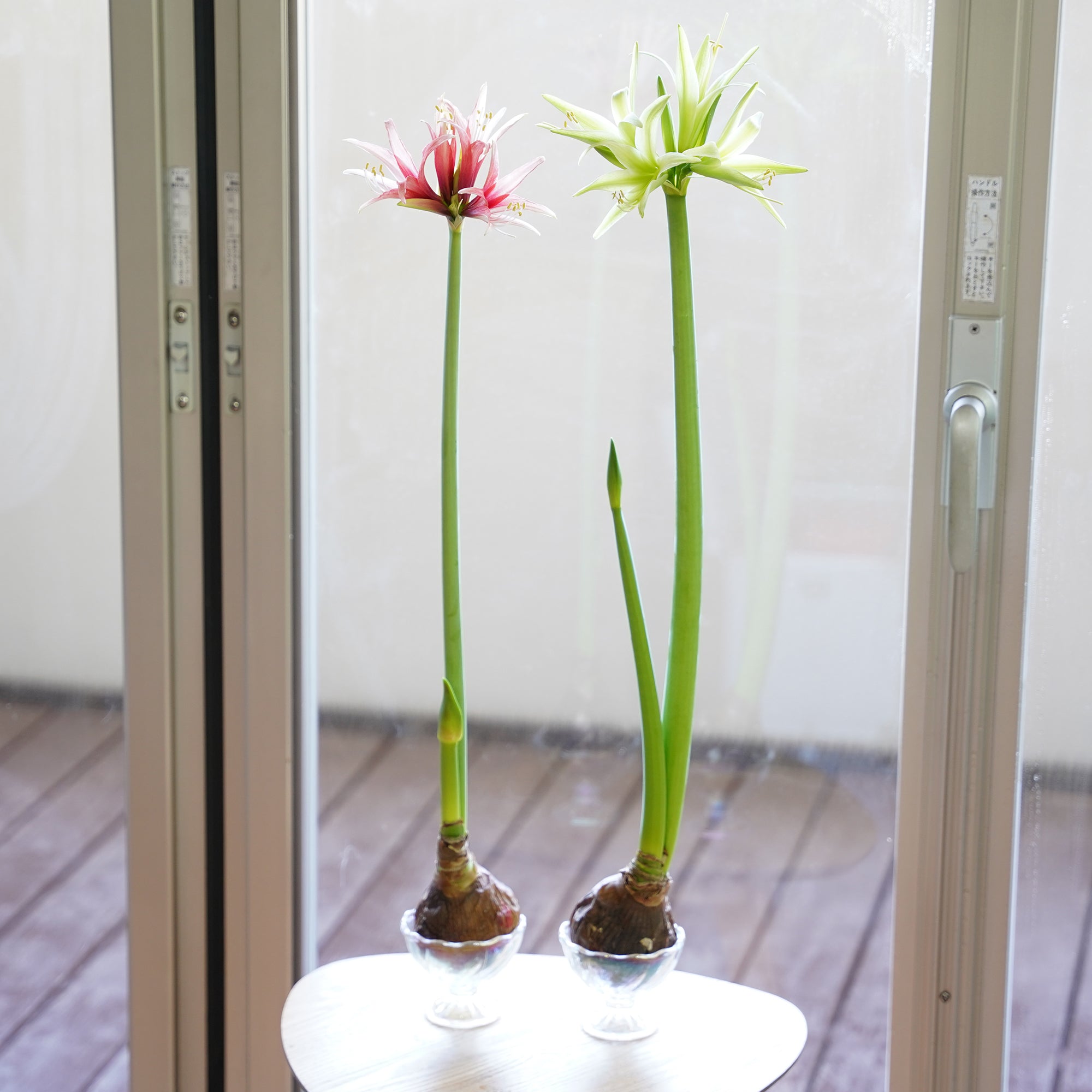 マジックアマリリス（水も土もいらない球根） – WOOTANG 水耕栽培の