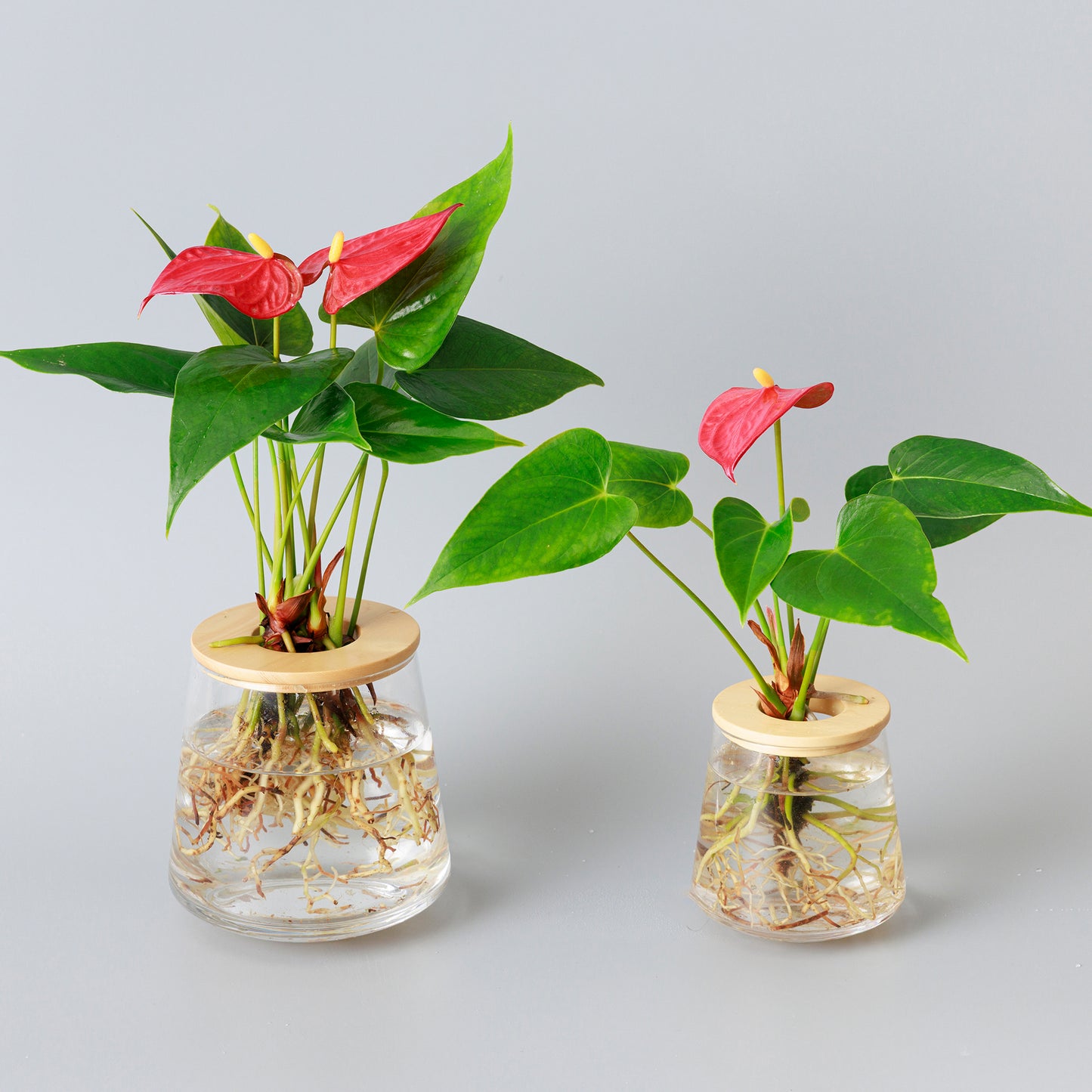 アンスリウムの水耕栽培