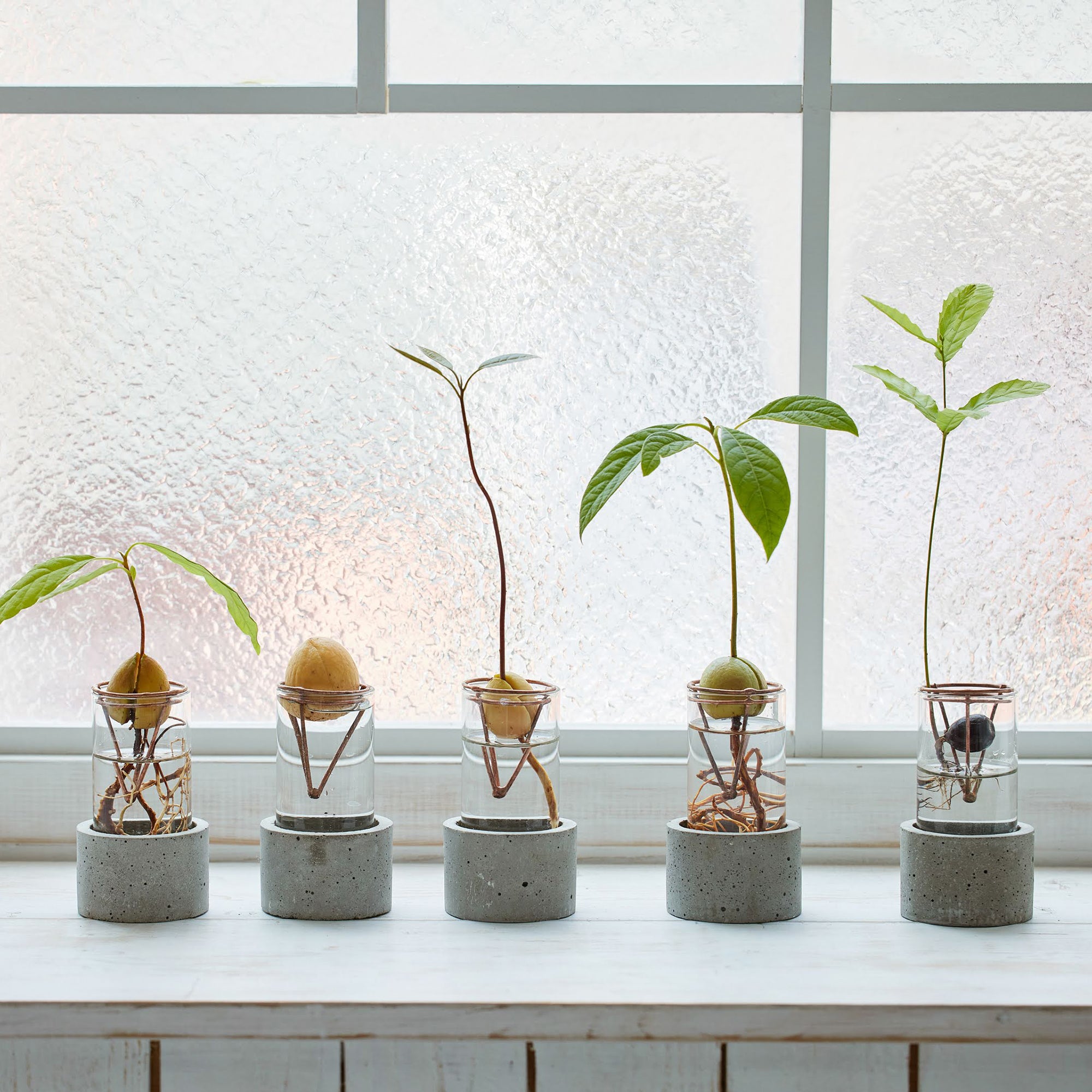 アボカド栽培Vase（限定バージョン）｜アボカドの種を水耕栽培するため