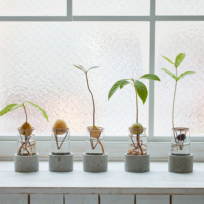 アボカド栽培Vase（限定バージョン）