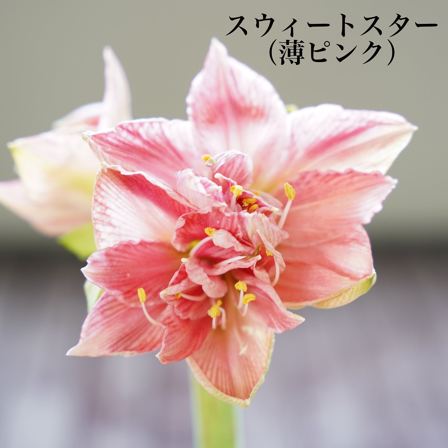 マジックアマリリス（水も土もいらない球根）
