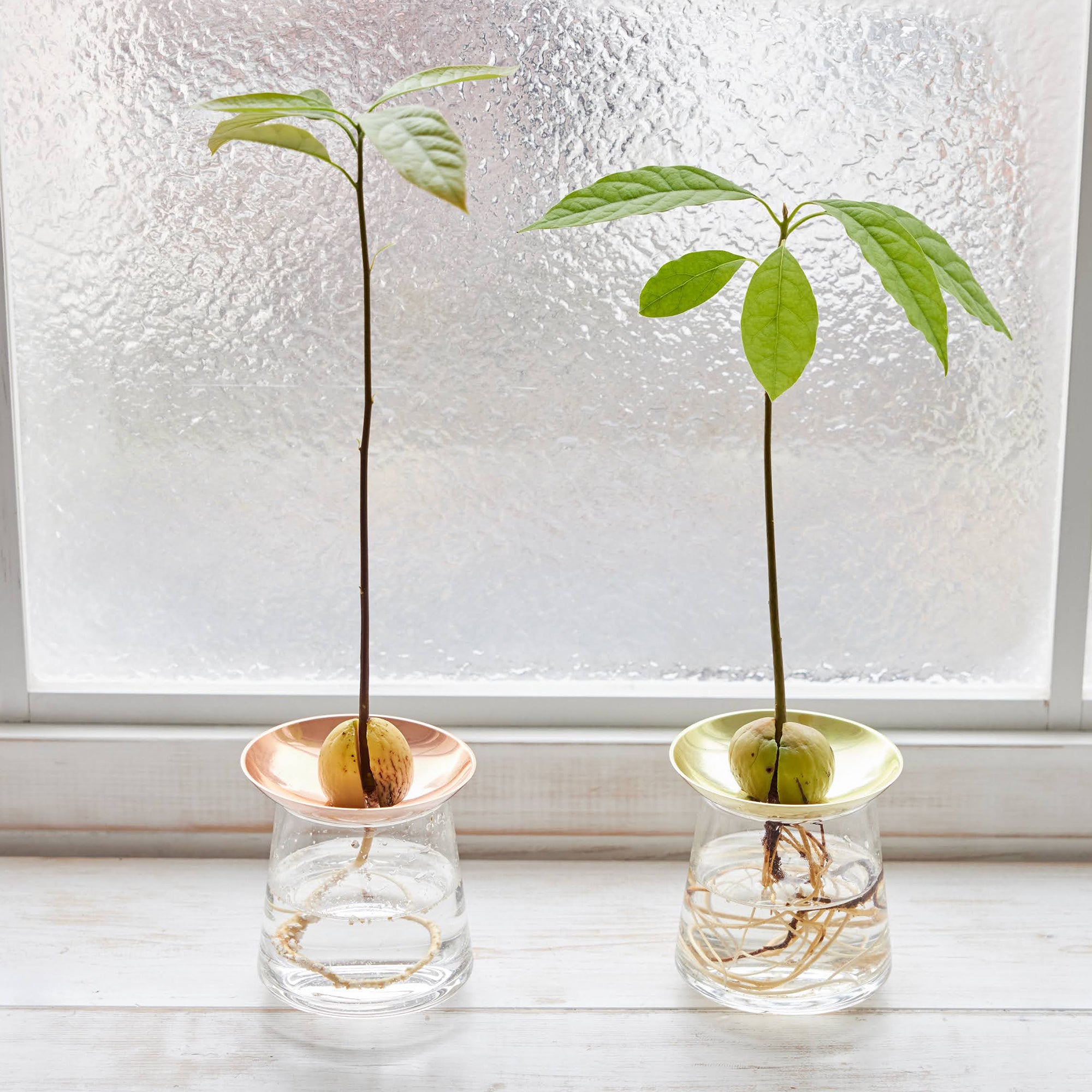 アボカドVase｜種類一覧 – WOOTANG 水耕栽培の観葉植物