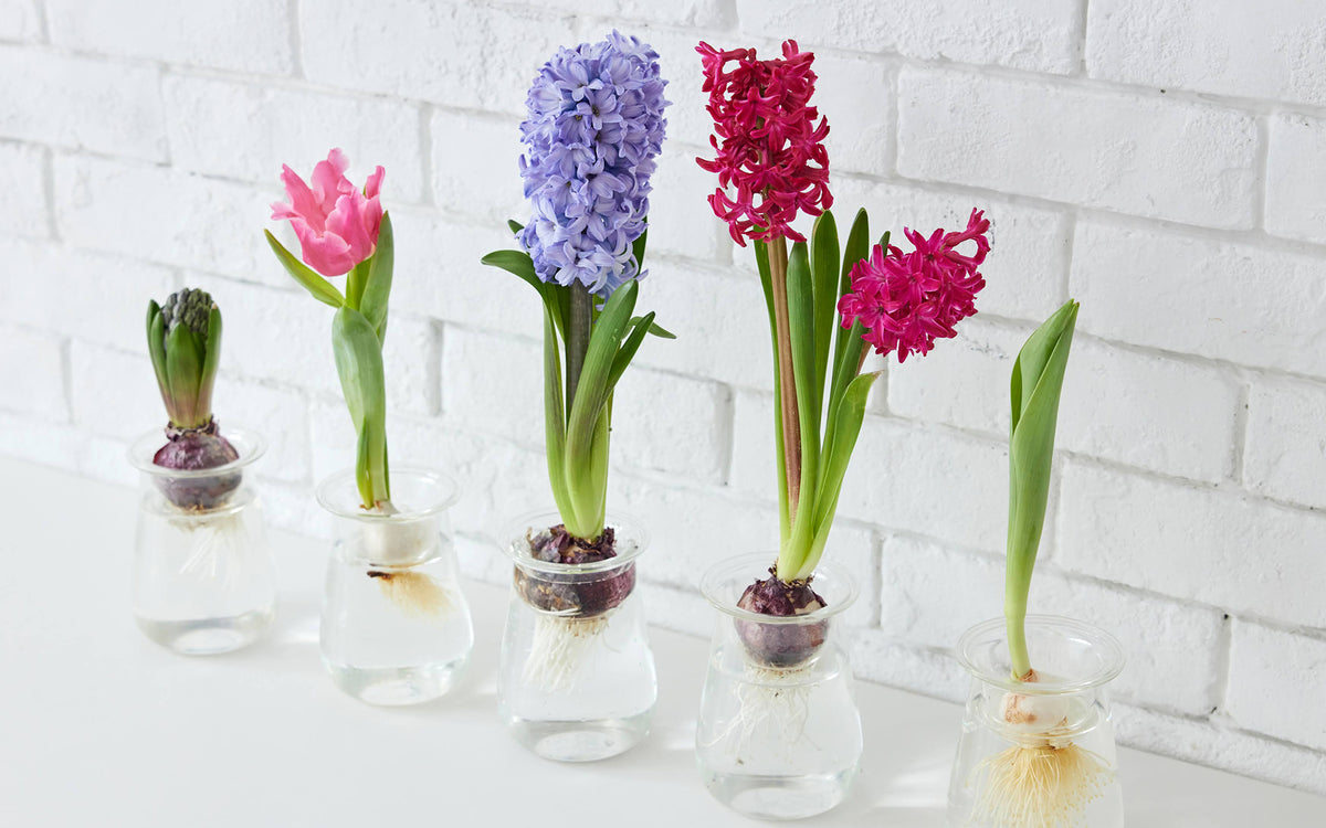 WOOTANGの水耕栽培用の球根Vase