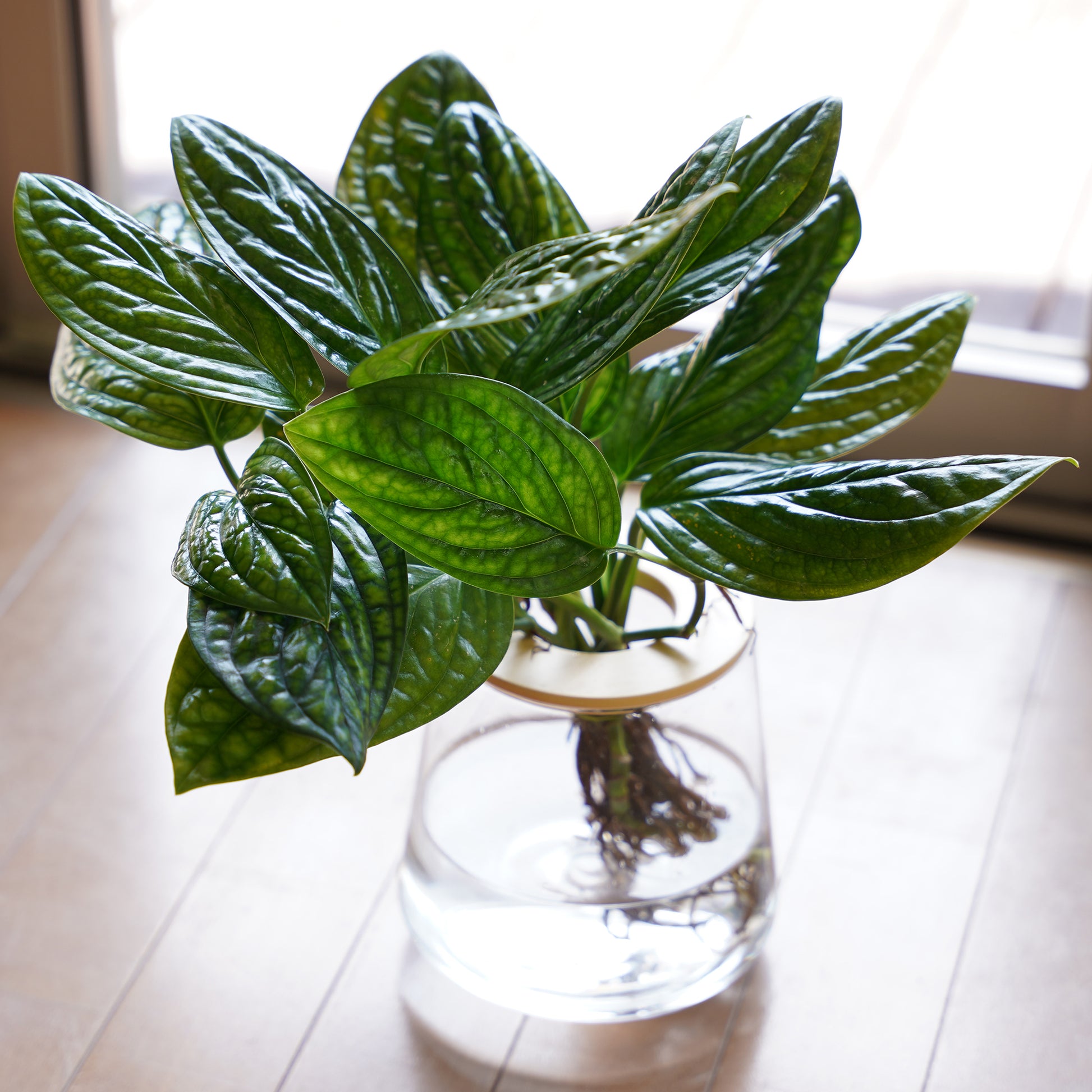 モンステラジェイドシャトルコック