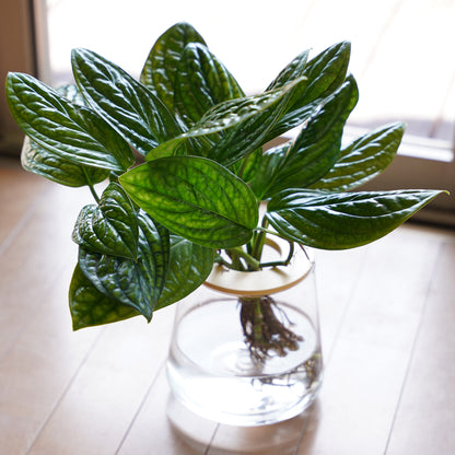 モンステラジェイドシャトルコック