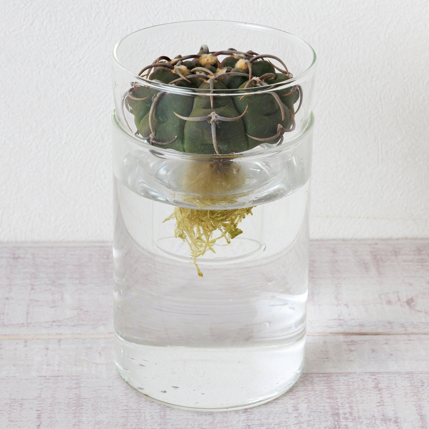 ギムノカリキウム バッテリー