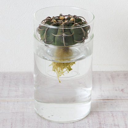 ギムノカリキウム バッテリー