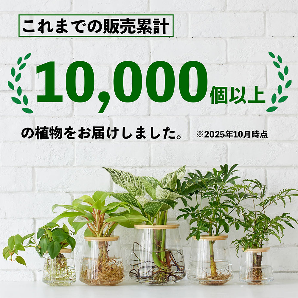 サンスベリア ローレンチー｜水耕栽培の観葉植物 – WOOTANG 水耕栽培の