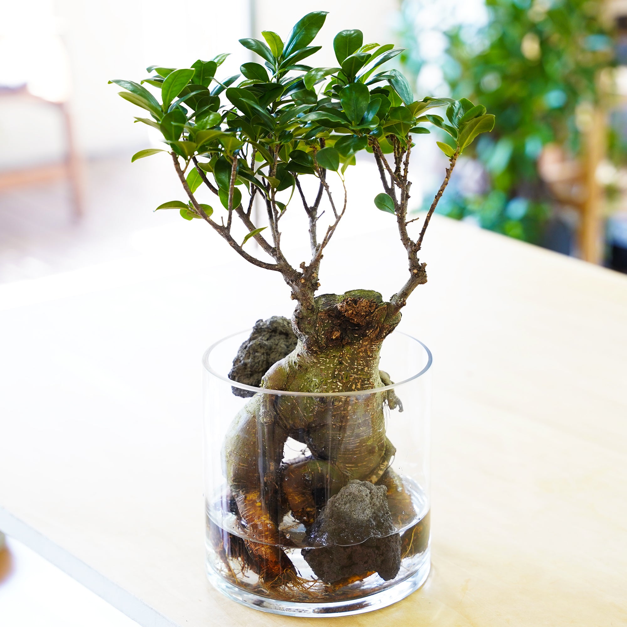 観葉植物　ガジュマル PLANCHU 観葉植物 ガジュマル 4号樹脂鉢 ホワイト サスティー付き