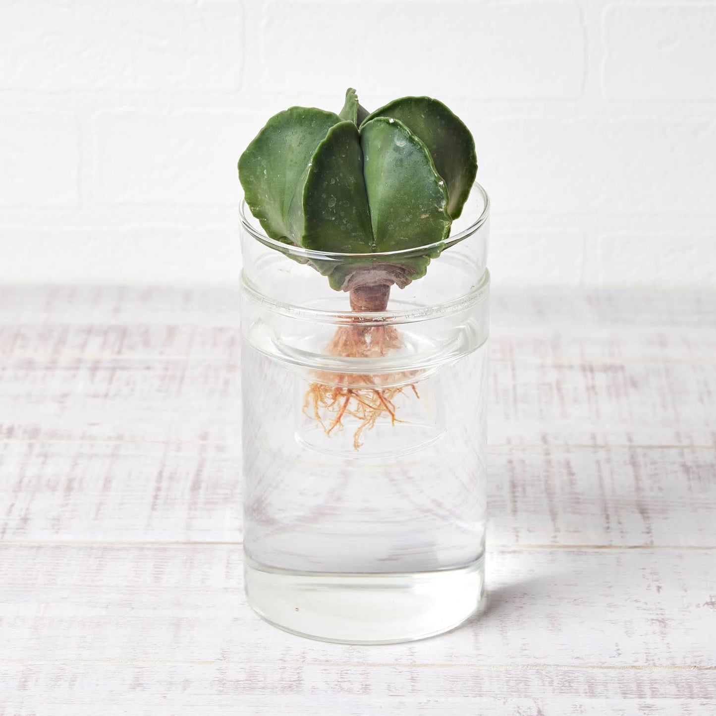 水耕栽培の器（サボテン用シリンダー型）