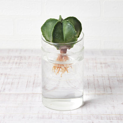 水耕栽培の器（サボテン用シリンダー型）