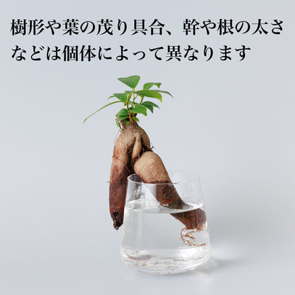 ガジュマルの水耕栽培