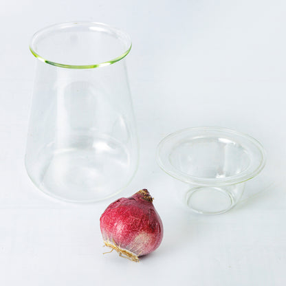 球根Vase（ヒヤシンス球根付き）