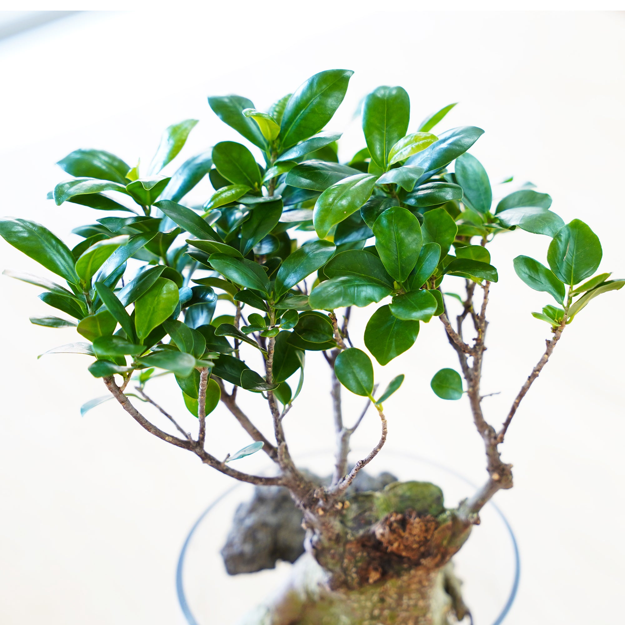 ガジュマル｜水耕栽培の観葉植物 – WOOTANG 水耕栽培の観葉植物