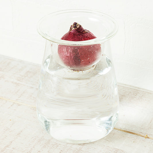 球根Vase（ヒヤシンス球根付き）