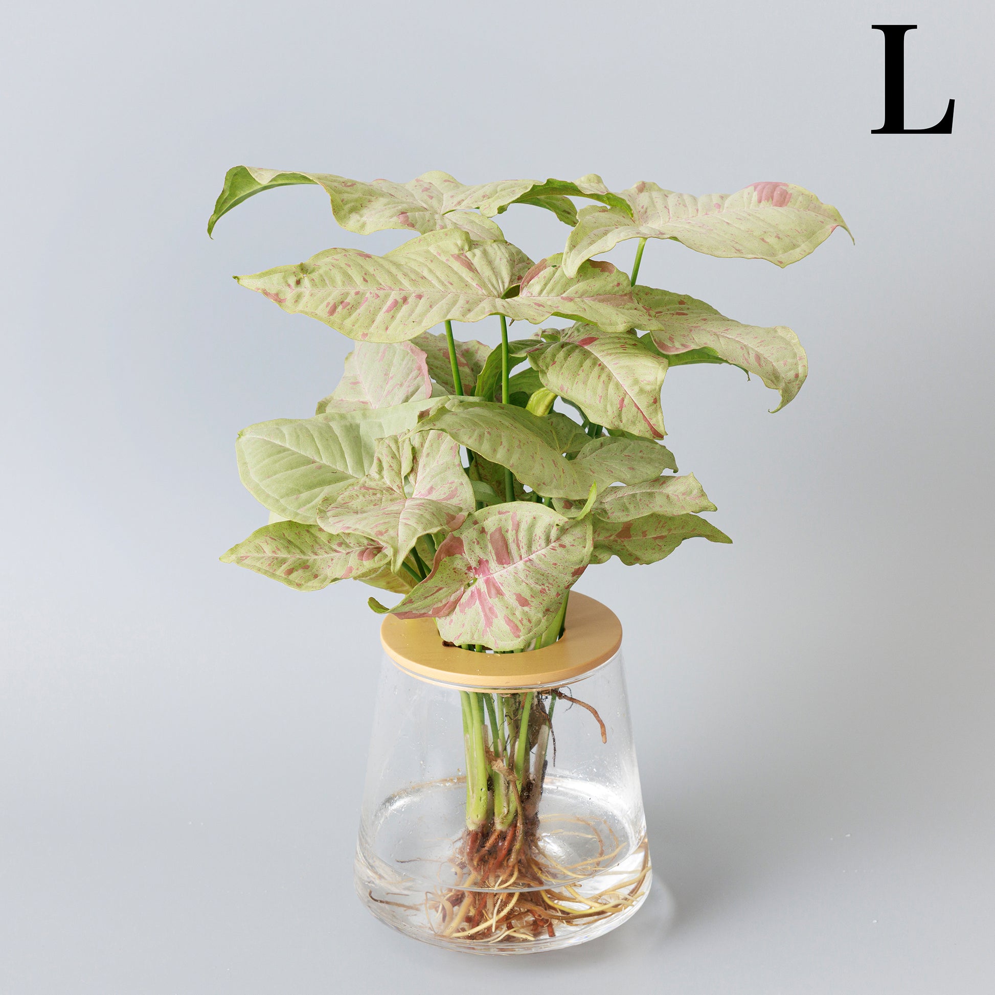 シンゴニウムコンフェッティの水耕栽培