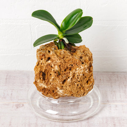 名護蘭（ナゴラン）