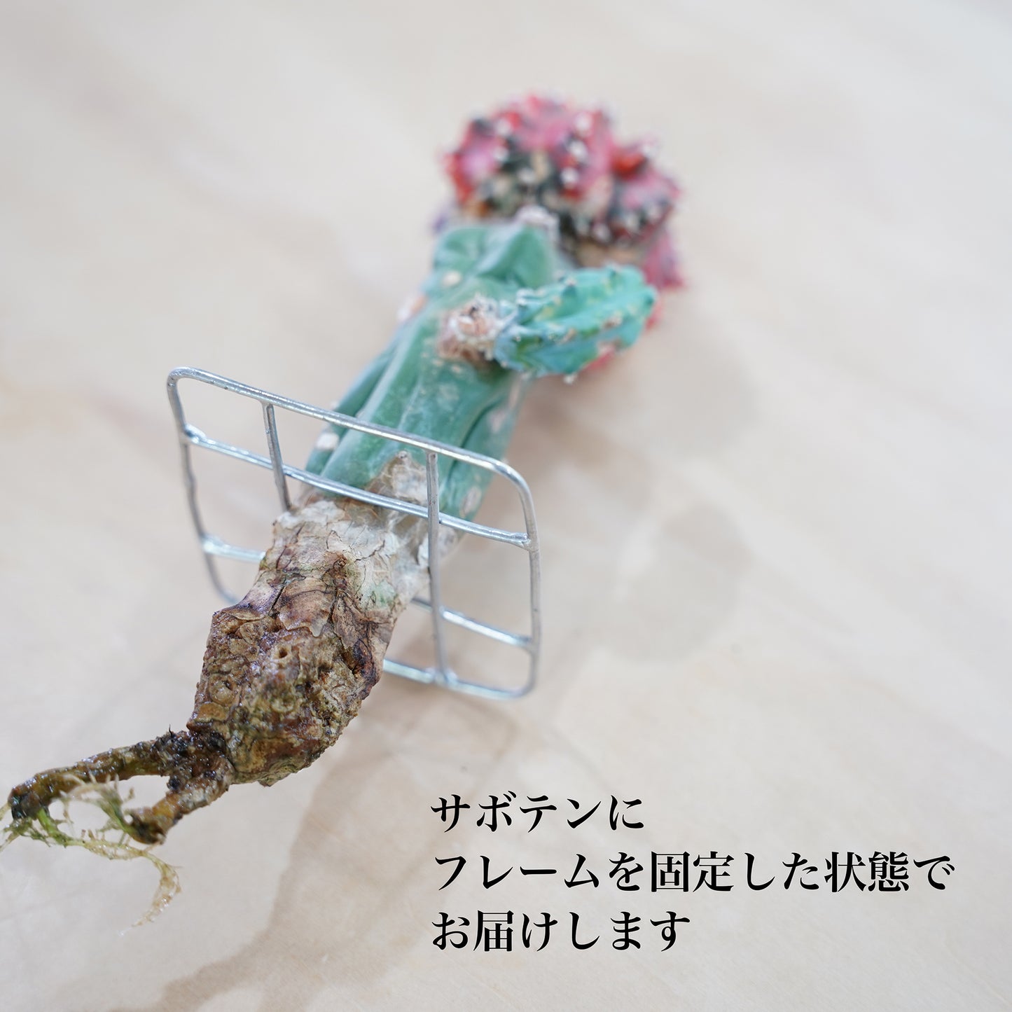 ギムノカリキウム緋牡丹錦