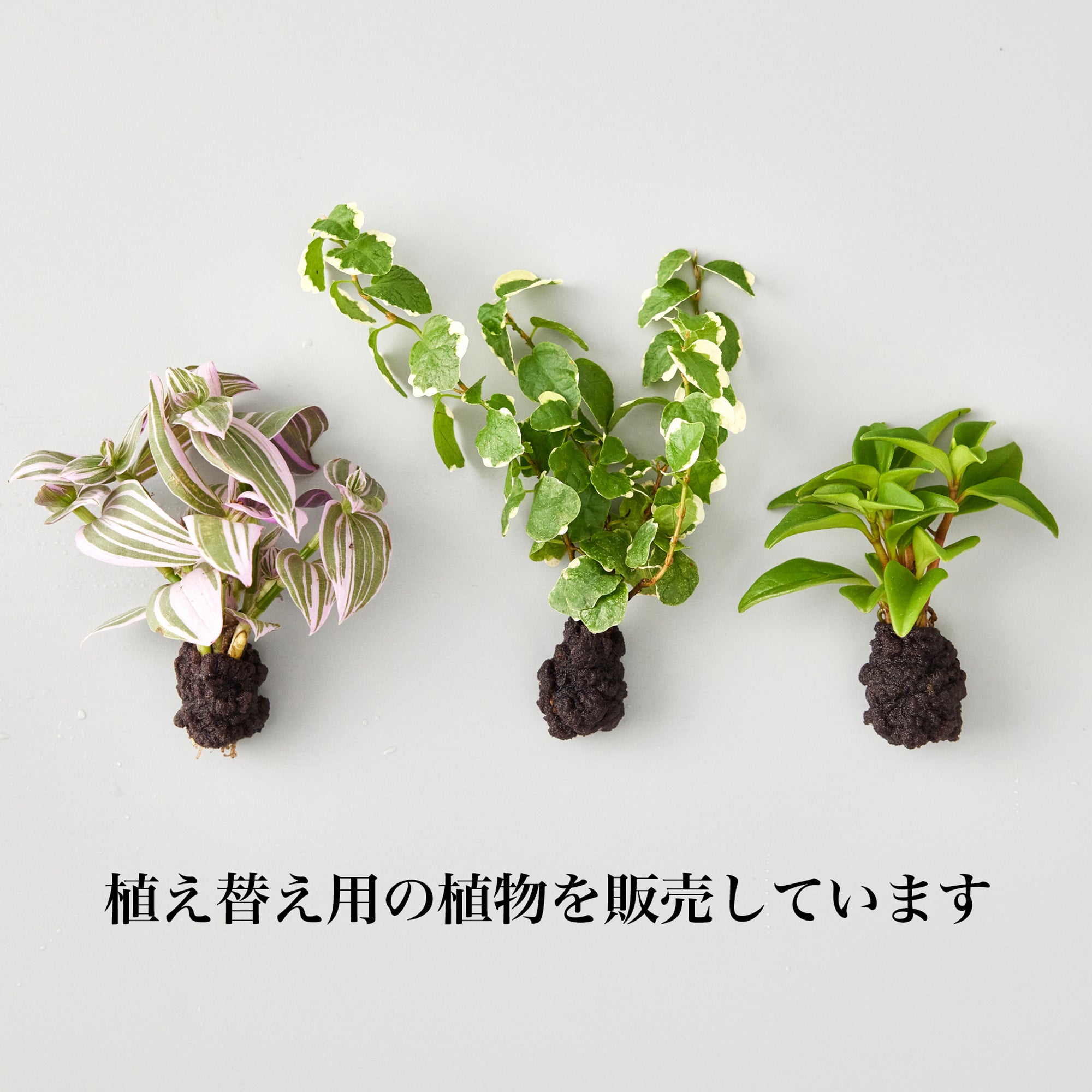 壁掛け植物（スクエア型）｜水耕栽培の観葉植物 – WOOTANG 水耕栽培の