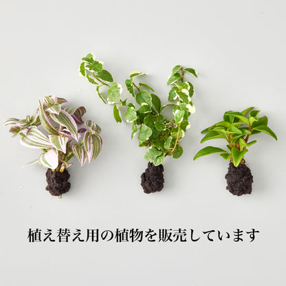 壁掛け植物（スクエア型）