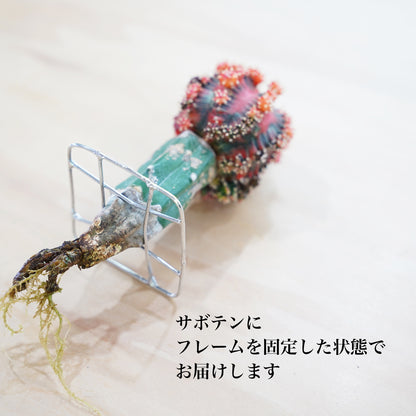 ギムノカリキウム緋牡丹錦