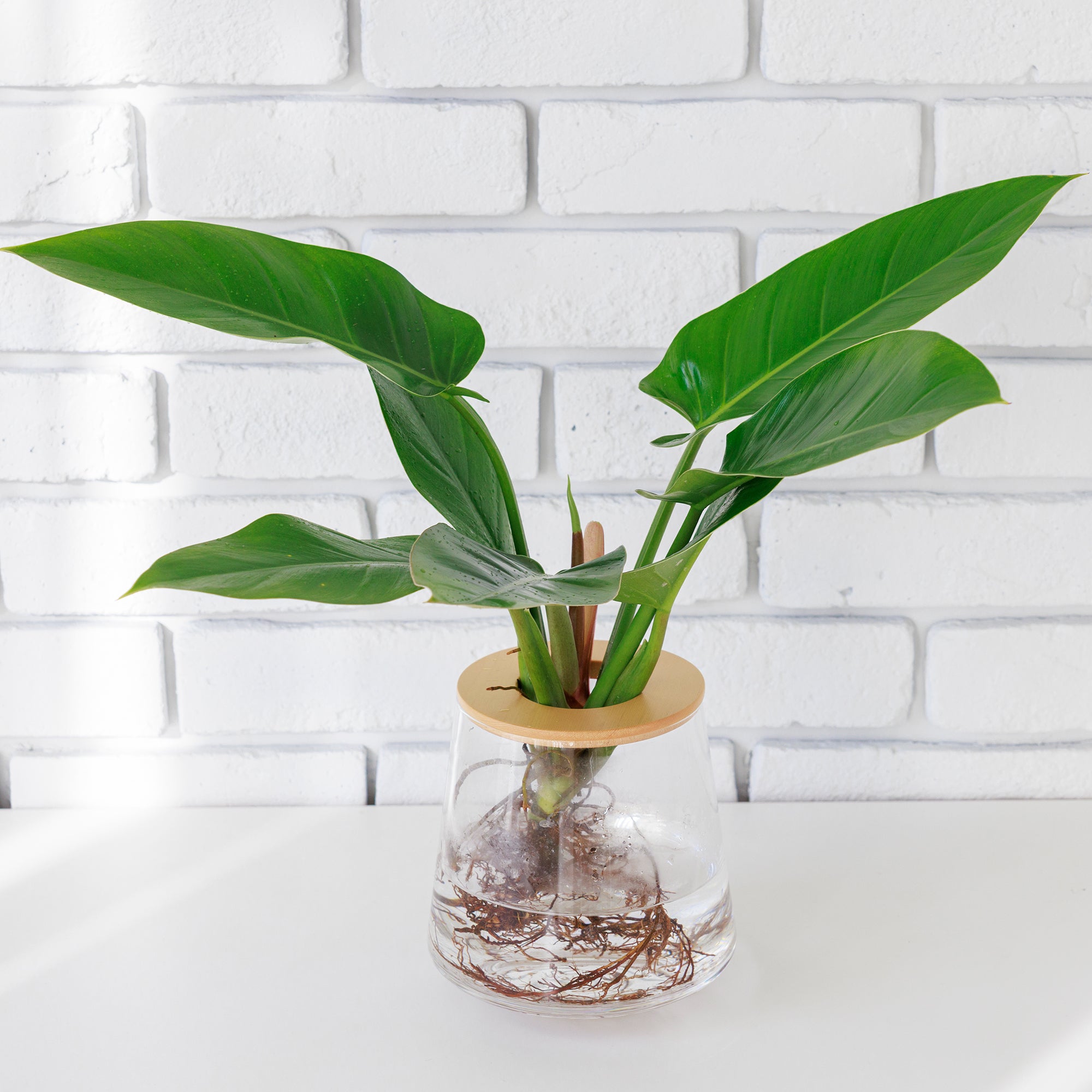 フィロデンドロン インペリアルグリーン　観葉植物 フィロデンドロン インペリアルグリーン｜水耕栽培の観葉植物